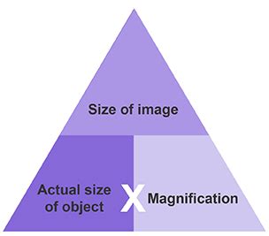 how to determine magnification of a microscope|Microscopy, size and magnification (CCEA) .